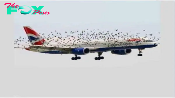 The pilot’s emotional reaction when he discovered why birds were flying alongside the plane