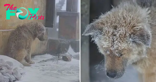 f.A homeless dog is left out in the cold, facing the unforgiving elements of snowy weather.f