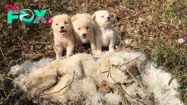 Touching Rescue: Three Orphaned Puppies Saved from Near Train Tracks After Tragic Loss of Their Mother, Captured in Heartfelt Video