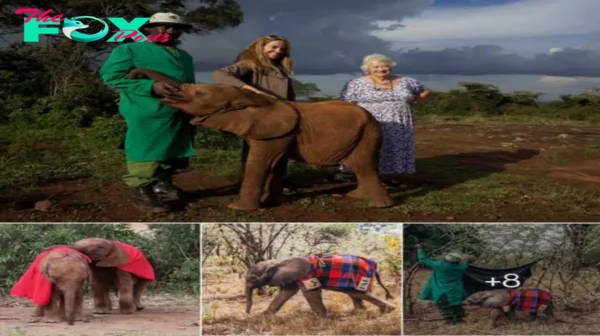 Heartwarming Tale: How Foster Families Help Orphaned Elephants Thrive.hanh