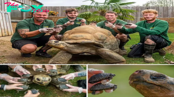 Heartwarming Moments: 70-Year-Old Mother Turtle Rejoices at the Sight of Her Eight Newly Hatched Babies After a Decade of Waiting