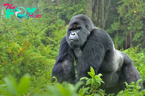 Gorillas: Gentle Giants of the Forest H14