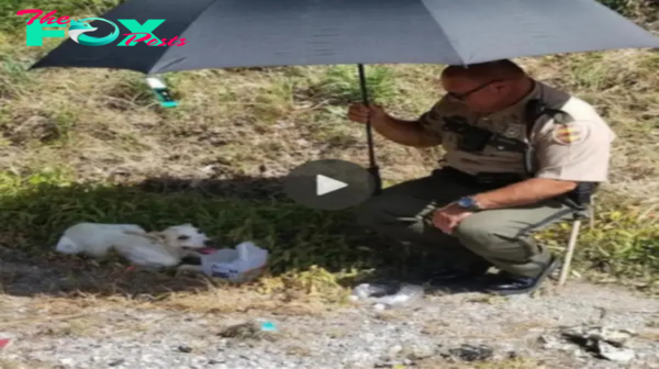 Lamz.A Heartwarming Act of Kindness: Police Officer Stops to Provide Water and Food to Abandoned Dog, Touching Onlookers