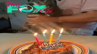 th.The stray dog’s joy in celebrating its birthday at a shelter sparked a profound emotional connection within the online community, prompting them to share the animal’s happiness with empathy and closeness.