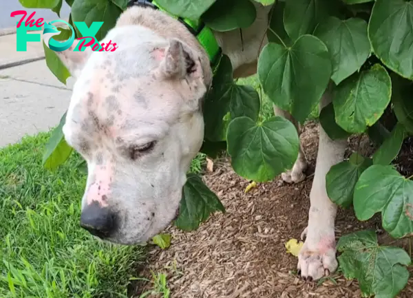 Heartbreaking Moment: ‘Grieving’ Dog Found by Deceased Owner’s Side Gazes Up with Hope