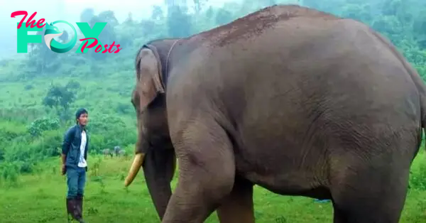 Raging River Clash: Three Lions Face Terrifying Encounter with Giant Hippo, Only One Brave Soul Remains in Peril