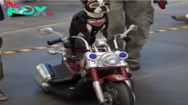 Biker Heroically Rescues Abused Dog on Busy Highway, Gaining a Loyal Co-Pilot and Friend for Life