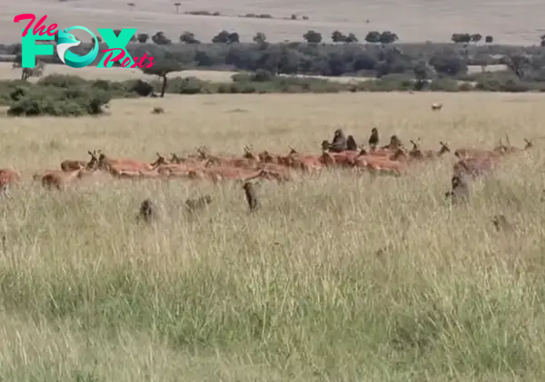 Incredible moment a group of baboons faced off against a herd of antelopes, captured and then brutally ate one in front of horrified tourists