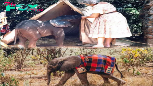 Lamz.Heartwarming Blankets: How They Help Orphaned Elephants Flourish