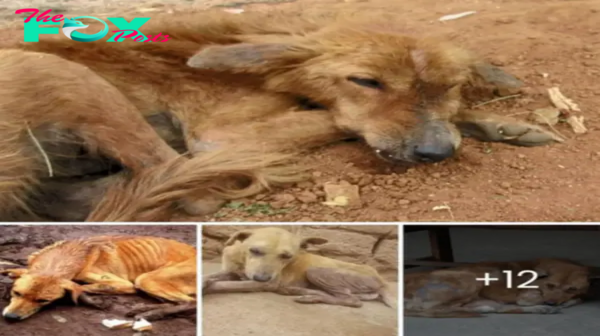 Lamz.Heroic Rescue Mission: Dog with Wolf-Like Jaw Saved from Starvation and Given a Second Chance at Life