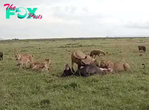 Defending Their Domain: Young Male Lions Engage in Epic Battle to Protect Their Hard-Earned Kill from Rivals. Amidst the Savannah’s Peril, a Struggle for Survival Unfolds as Lions Face Off Against Cunning Hyenas and Formidable Lionesses.