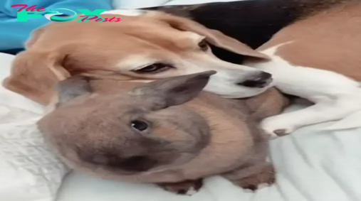 QT Unexpected Naptime Partners: Mother Finds Dog and Mini Pal Taking a Cozy Snooze Together (video)