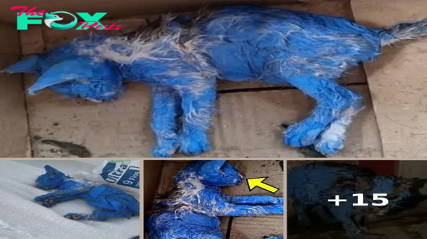 Kitten was dyed with toxic blue paint and left in the rain — rescuers help her make a stunning transformation