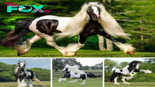 One of the most famous Gypsy Vanner horses in the world.