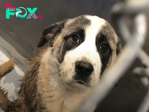 A Taste of Freedom: Rescued Giant Dog Experiences the Joy of Liberation and a Cheeseburger After 6 Years of Confinement. Heartwarming Moment Captured as Canine Marvels at His Newfound Freedom.