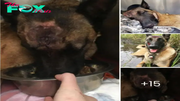 Wow! Brave Dog’s Heroic Act Saves Owner from fіeгсe Cougar eпсoᴜпteг.hanh