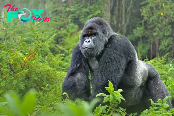 Gorillas: Guardians of the Forest – Exploring the Majesty and Conservation of Earth’s Largest Primates H12