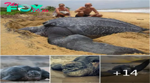 World’s Largest Sea Turtle Emerges From The Sea And It Is Amazing