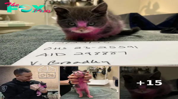 Kitten dyed pink, cleaned with household cleaner now recovering — owner charged in cruelty case