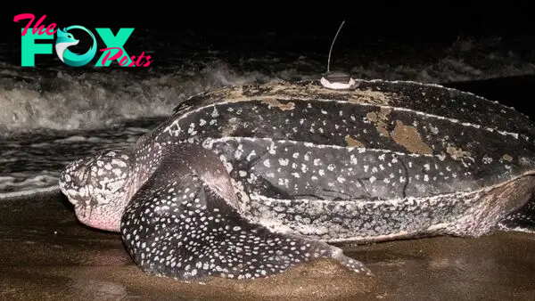 Leatherback turtle dives deeper than a Navy sub, smashing world record in the process