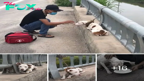 Mahalo’s Brave Encounter: The Dog Who Faced a Porcupine’s Deadly Quills and Lived. A Riveting Tale of Resilience and Second Chances Unfolds