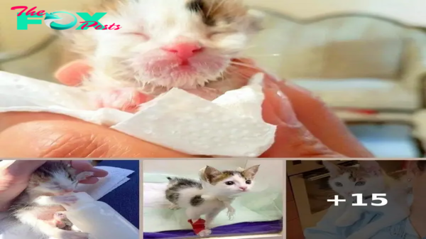 Woman Finds Tiny Kitty Dying In A Dumpster, Then Discovers The Incredible Truth