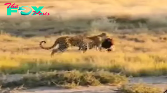 Unbelievable Footage Captures Leopard’s Stealthy Stalk and Astonishing Capture of a Majestic Eagle! Nature’s Drama Unfolds in a Heart-Stopping Moment