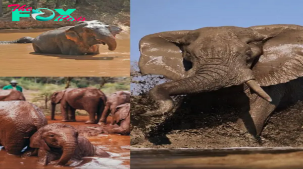 Lamz.Elephants’ Mud Bath Playtime in Botswana: A Heartwarming Spectacle to Behold