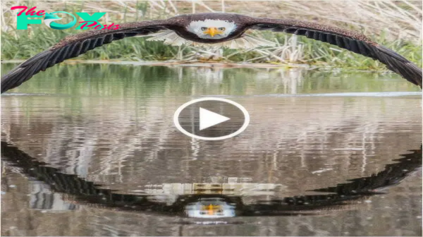 Magic moment : Photographer captures rare photo of a bald eagle and its reflection