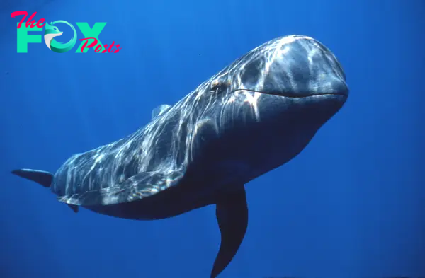 Whales: Giants of the Ocean and Sentinels of Conservation H19