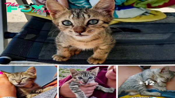 SOT.Kitten Approaches Couple on Beach, Eager to Join Their Journey.SOT