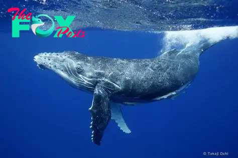 Some facts about the life relationship of whales