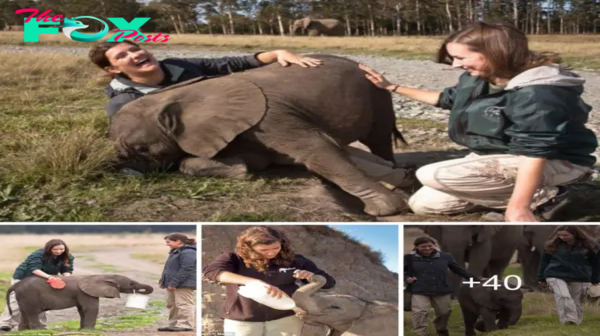 British women show their dedication by fostering orphan elephants in South Africa.sena