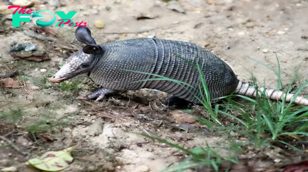 Armadillos: Fascinating Creatures of the Americas