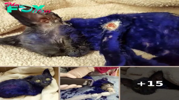 Kitten Was Dyed Purple And Thrown As Bait To Fighting Dogs