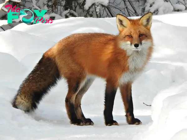 Adaptable and Cunning: The Fascinating World of Foxes H12