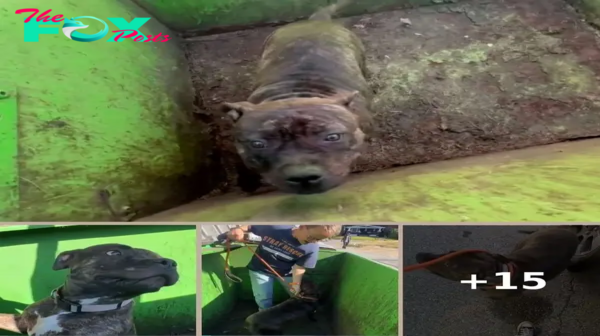 Rescuers Open Dumpster To Reveal The Sweetest Face Staring Back At Them