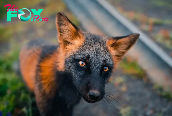 LS LS ”A melanistic Fox, one of the rarest animals on the planet”