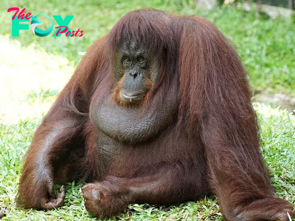 Orangutans: Guardians of the Rainforest and Symbols of Conservation