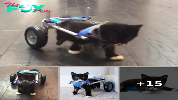 Miracle Kitten Somehow Survives — Now He Takes His First Steps In His Wheelchair