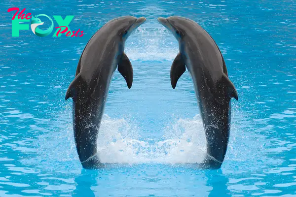 Dolphins: Intelligence, Communication, and Conservation H12