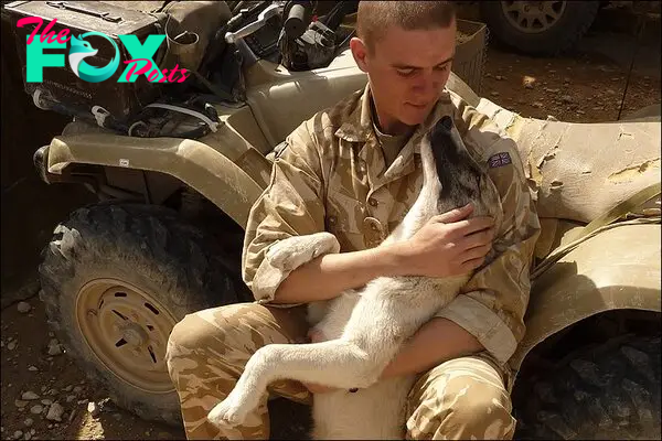 NN.A soldier’s tender care for his injured dog on a military base vividly illustrates the profound bond between dogs and their human companions. Amidst the challenges of the battlefield, where mutual reliance is paramount, this heartfelt demonstration of care and loyalty deeply touches all who witness it.