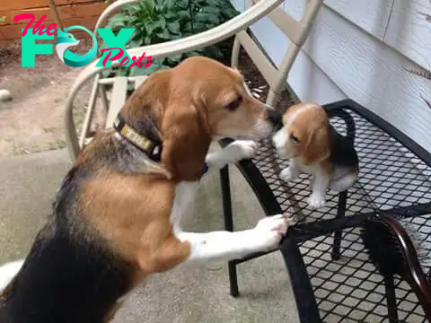 NN.The poignant tale of a Beagle puppy abandoned by its mother, embarking on a solitary journey of independence after receiving her final farewell kiss, evokes profound emotional responses and brings tears to many.