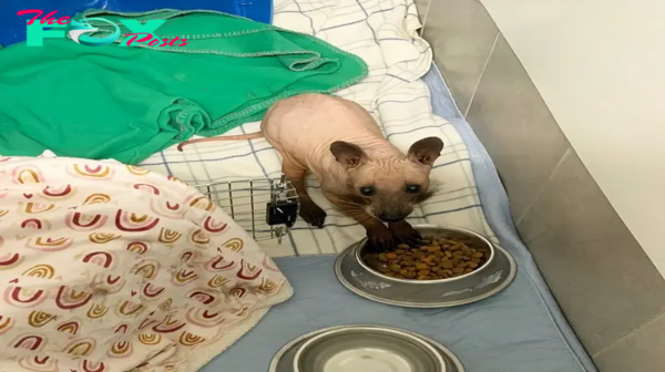 Mystery Animal Arrives At Shelter — Then Rescuers Realize Who She Actually Is