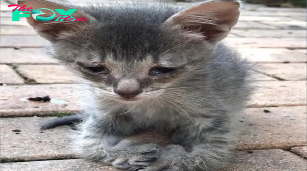 Sad kitten walks up to women on street, begging for someone to help him, but then she notices his paws