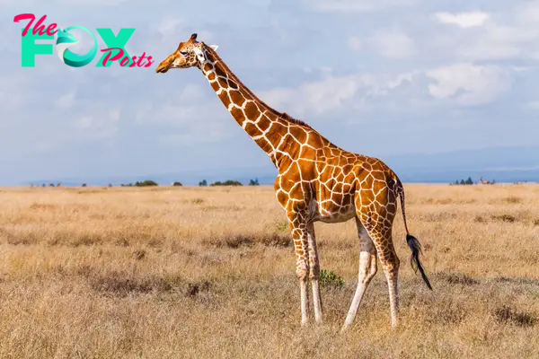 The Majestic Giraffe: Nature’s Tallest Marvel