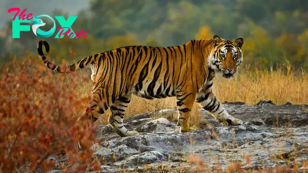 Tiger Habitats: The Diverse Environments Where Tigers Roam