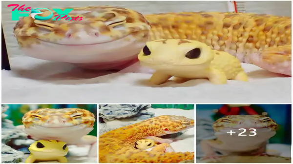 This gecko can’t stop smiling when he’s around his toy gecko