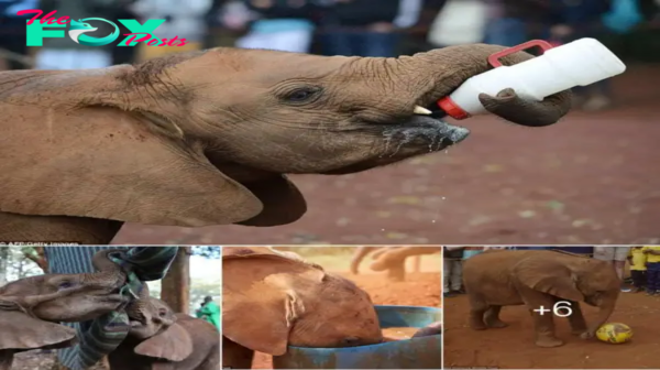 Rescued and Rejuvenated: Orphaned Elephants Thrive Through Play and Love at Kenyan Sanctuary.hanh