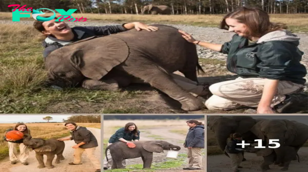 British Women Foster Orphan Elephants in South Africa – A Tale of Love and Dedication